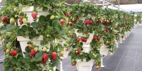 Uzgoj jagoda okomito